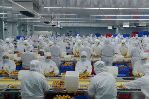 因势利导贯通产加销 深百协作共建农业产业化 技术服务新格局